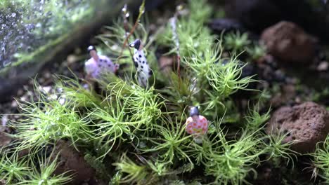 time-lapse movie of spraying moss