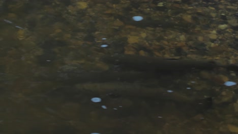 salmon spawning in shallow latvian rivers