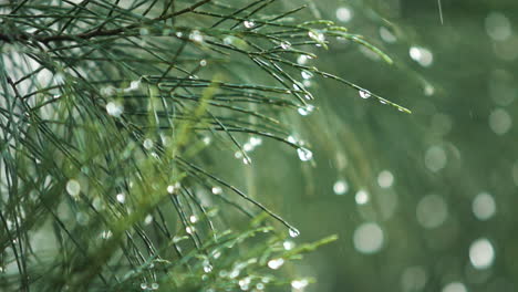 Regen-Fällt-Auf-Blatt-Und-Tropft-In-Zeitlupe