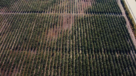 aerial fly over cannabis marijuana farm processing plant at a gated bob wired road side on a hot sunny summer day in bc canada for medicinal use governemnt regulated thc sativa cannabaceae family 1-3