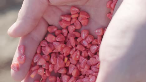 corn seeds in the hands of a farmer. farmers harvest maize. agriculture industry.