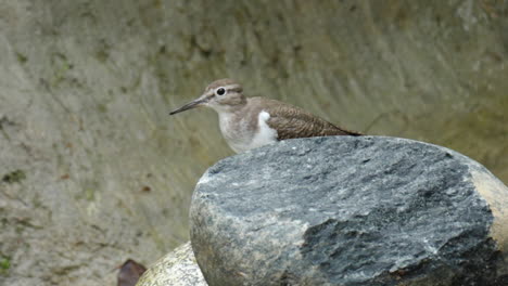 Common-Sandpiper-Wader-Bird-Standing-Behind-Stone-Shaking-Head-and-Lower-Body-Up-and-Down