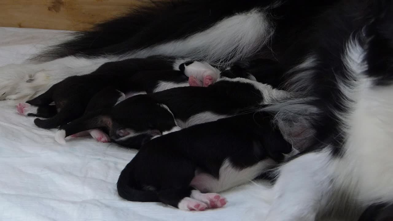 Few days old puppies sleeping close to their mother