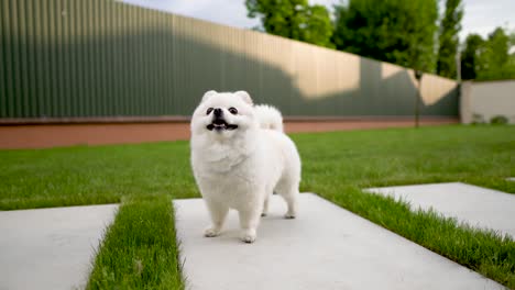 camera finds a cute little white pomeranian dog. standing on the grass.