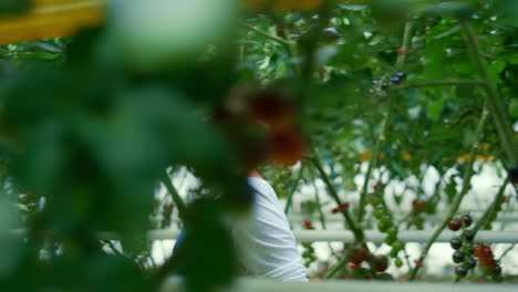 el agricultor comprueba la plantación de tomate pequeña industria. negocio al aire libre de agro vitaminas.