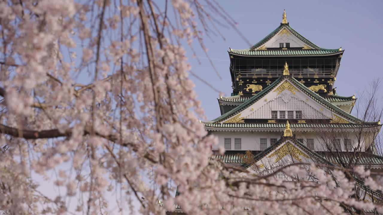 castillo de osaka de 4k en primavera, revelación de foco de rack del árbol de sakura