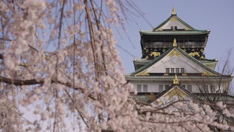 4k osaka castle in spring, rack focus reveal from sakura tree