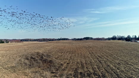 vista de la actividad de alimentación de los gansos sobre campos marrones agrícolas