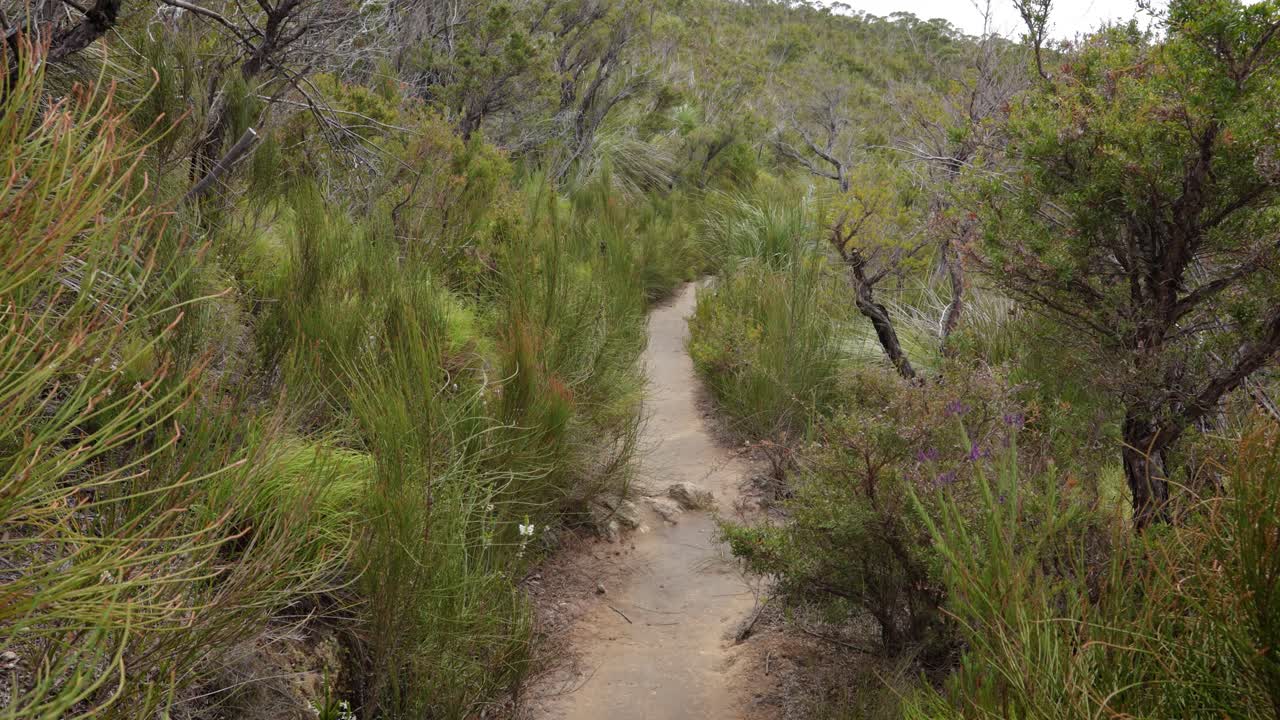 Handheld Footage along the open section of the Dave's Creek Circuit walk in Lamington National Park, Gold Coast Hinterland, Australia