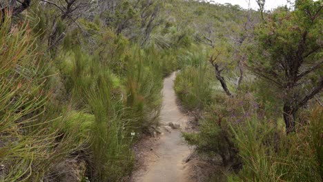 Handaufnahmen-Entlang-Des-Offenen-Abschnitts-Des-Dave&#39;s-Creek-Circuit-Walk-Im-Lamington-Nationalpark,-Hinterland-Der-Gold-Coast,-Australien