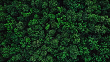 flight over woods, natural background