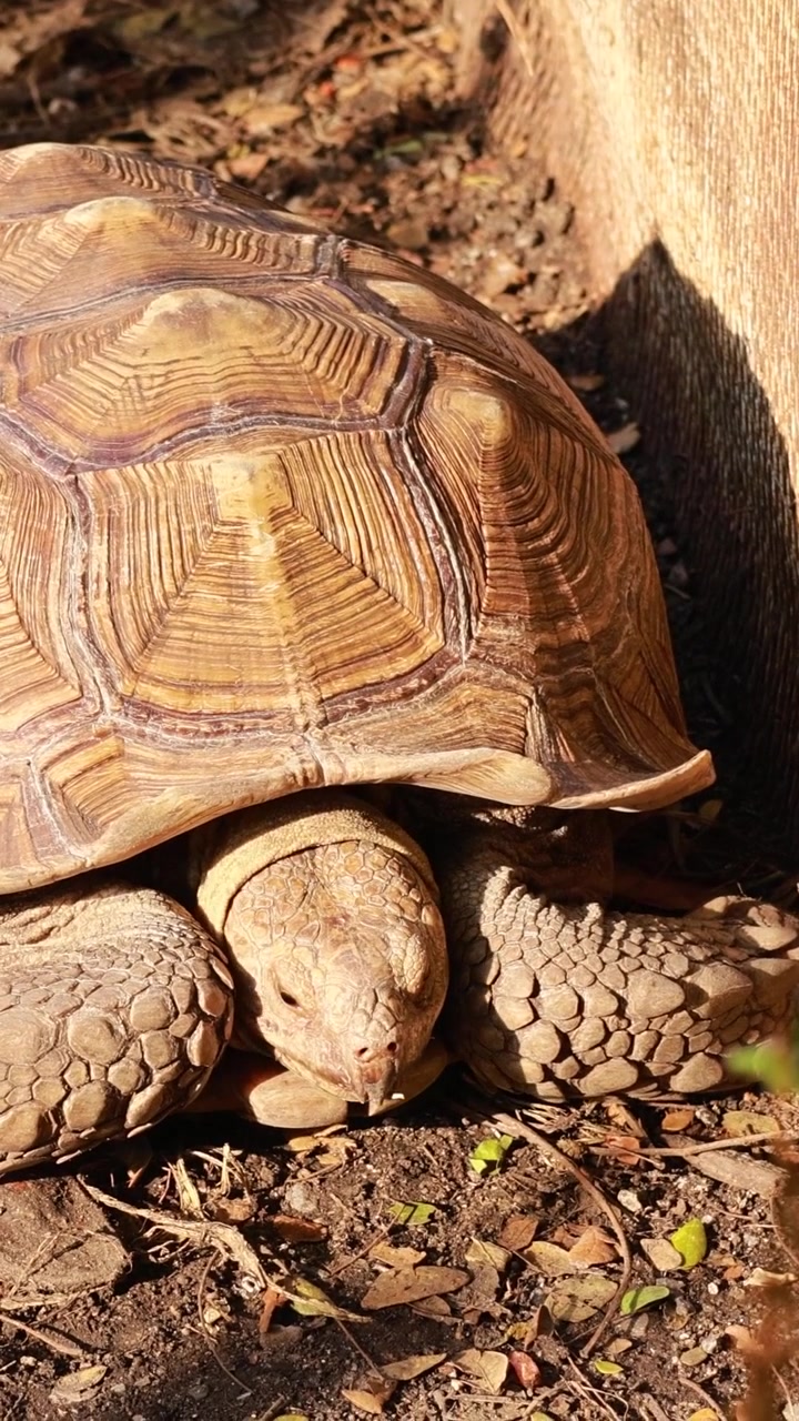 A detailed vertical shot of a tortoise crawling across sunlit ground in its natural habitat.