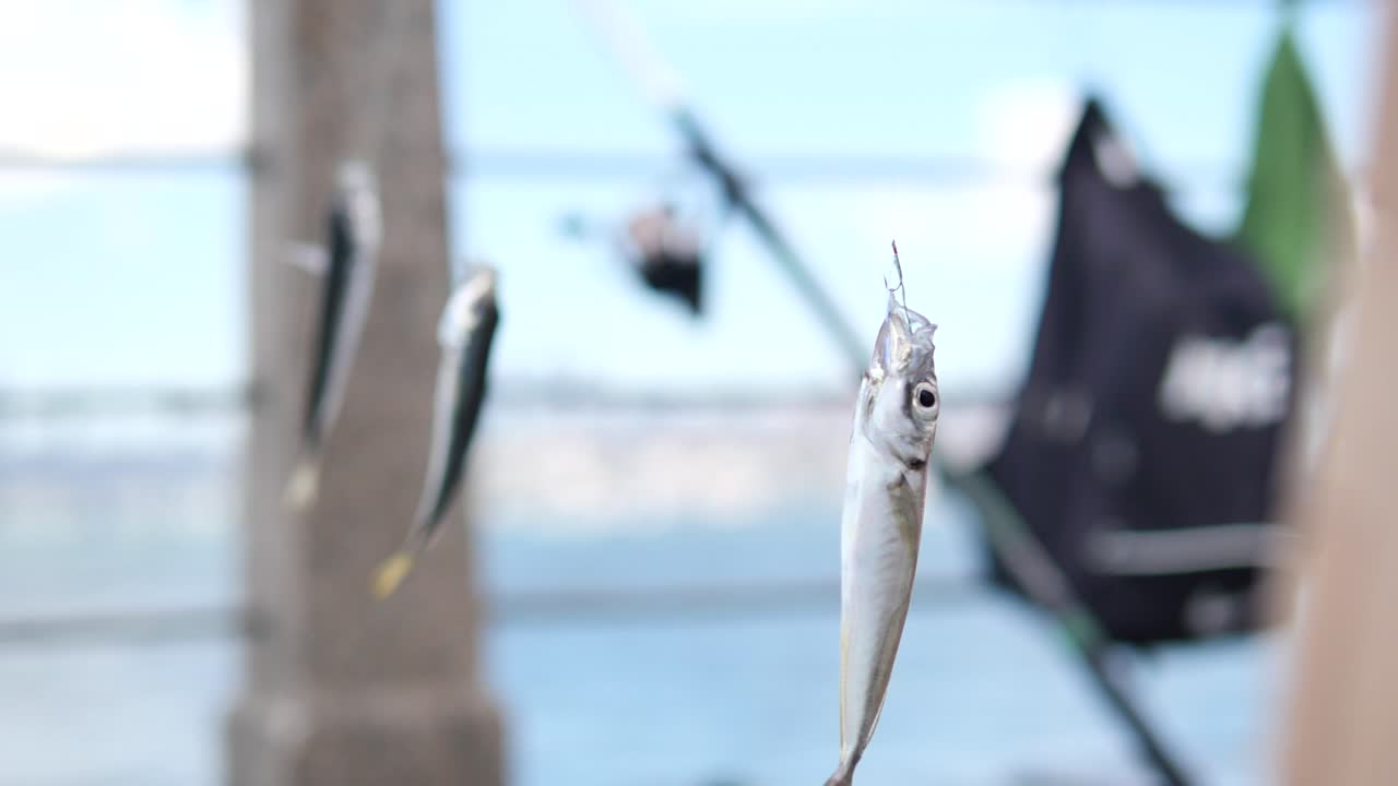 시줄로 잡힌 물고기