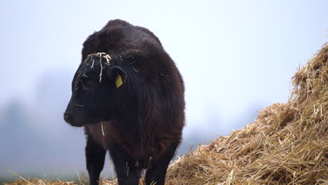ternero de vaca angus negro pastando en alimento de ganado de paja en invierno frío, agricultura