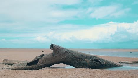 A-large-rotting-log-sticks-out-of-the-sand,-covered-in-barnicles-and-limpet-as-large,-fluffy-clouds-float-over-teh-various-small-veins-of-water-that-sit-on-the-low-tide-beach