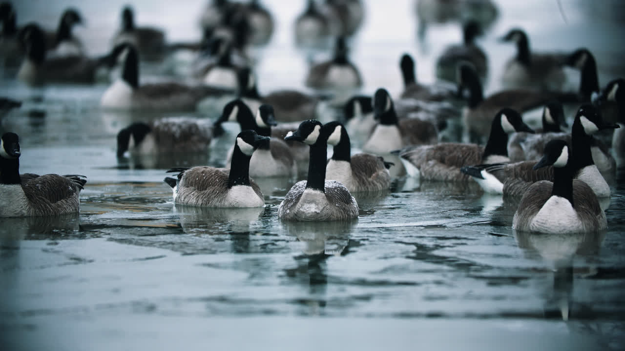 migración de la bandada de gansos canadienses silvestres nadando en el agua fría del lago