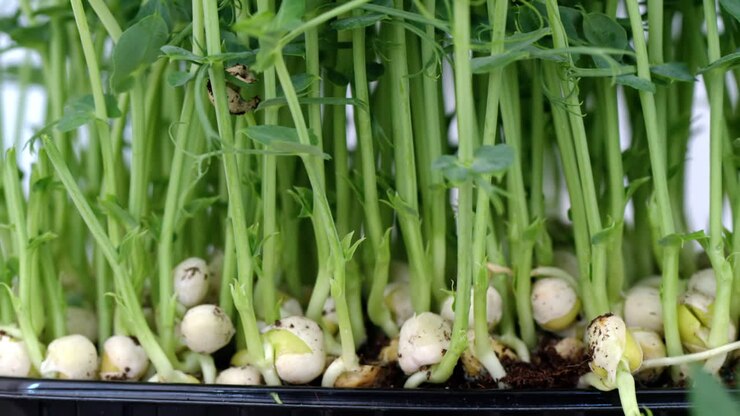 Green peas micro greens with bulbs close up