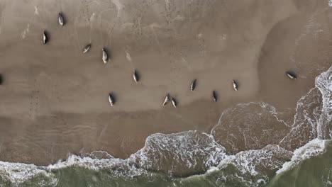 Seals-sunning-on-beach-just-out-of-reach-of-waves---aerial-top-down