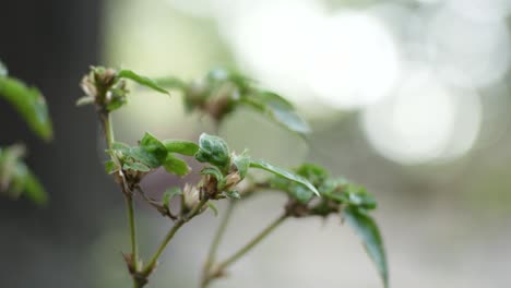 綠色植物與模糊或 bokeh 背景