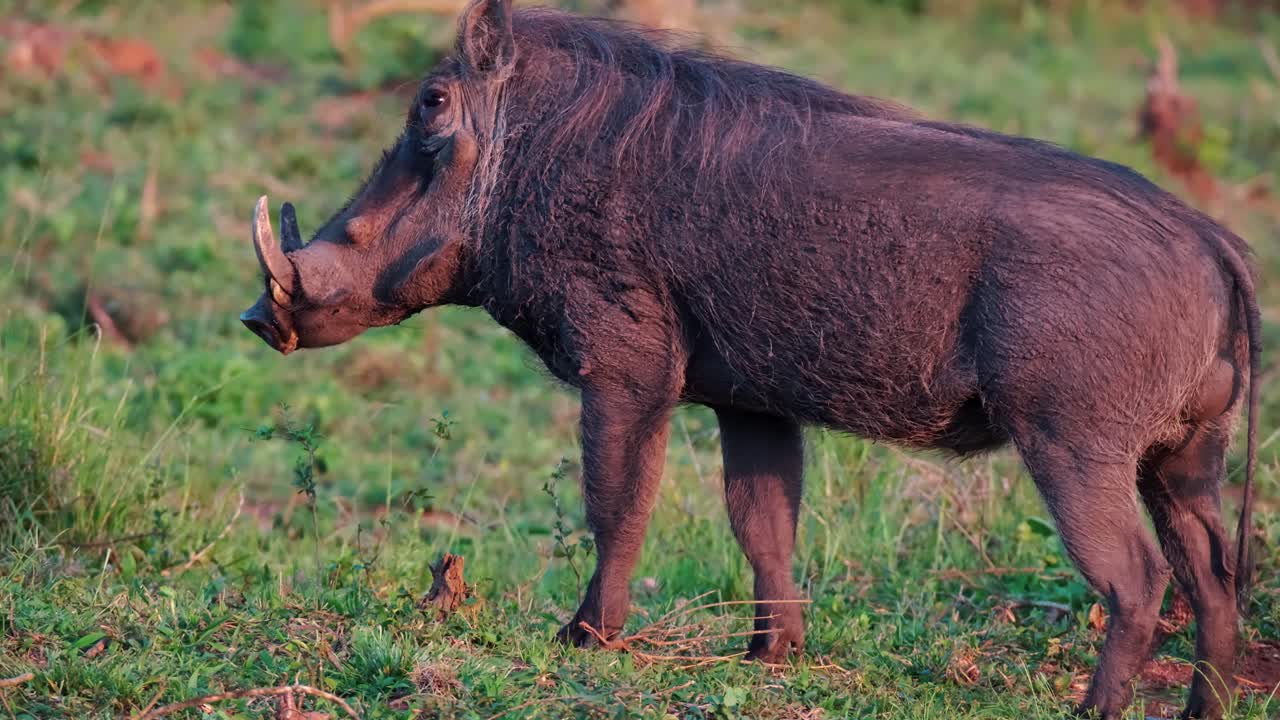 Un facocero che urina nella savana, Uganda, Africa - Ripresa a mano
