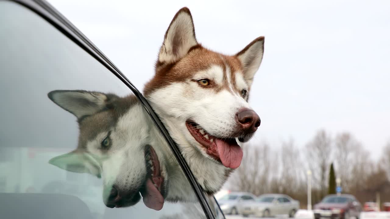 husky está mirando por la ventana del coche.