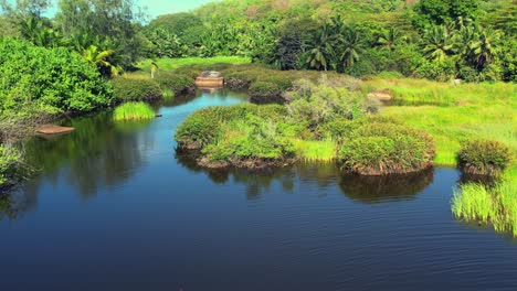 Toma-De-Drones-De-Un-Espectacular-Manglar-En-La-Zona-Sur-De-La-Isla-Mahe,-Una-Naturaleza-Intacta-Y-Un-Lugar-De-Prestigio-Para-Hacer-Kayak-Y-Explorar-Esta-Increíble-Naturaleza