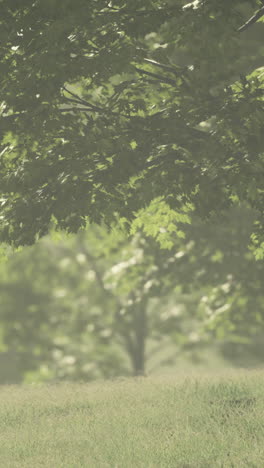 green trees and grass in fog