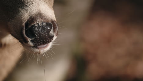 closeup of brown deer nose and mouth - deer chewing