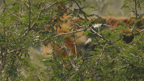 Close-up-footage-of-a-giraffe-eating-at-kruger-national-park,-South-Africa