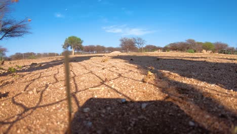 dos guepardos africanos corren a cámara lenta persiguiendo presas