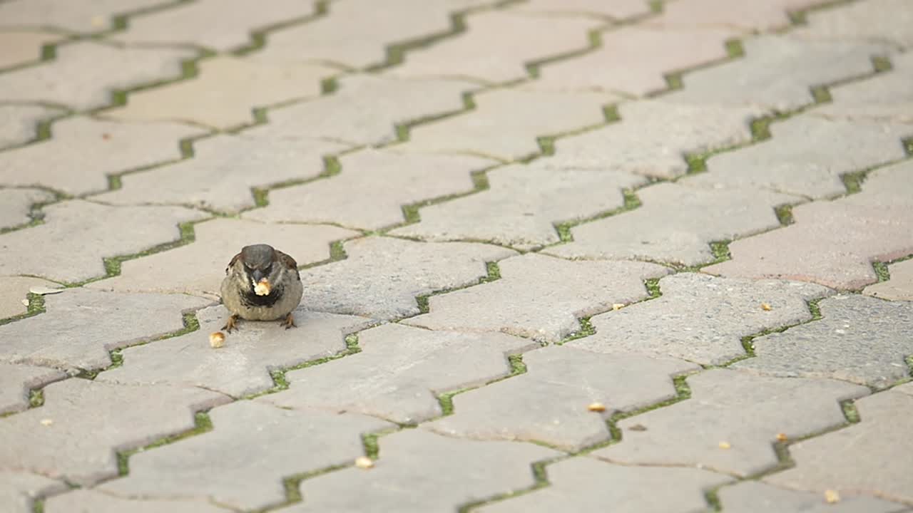 자갈길에 있는 새끼새