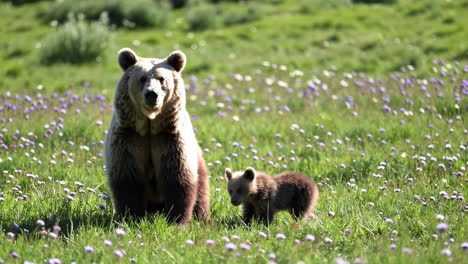 brown bear and cub in a sunny flowery meadow