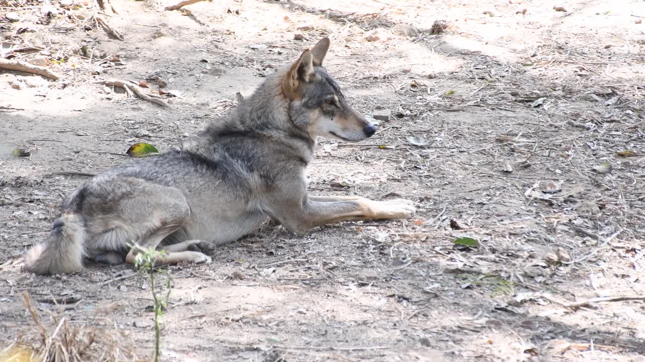 lobo, canis lupus, lobo gris, lobo gris sentado bajo la sombra y relajándose en un parque zoológico