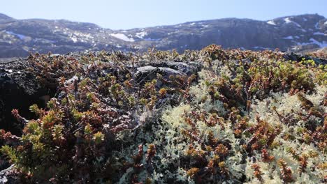 Arctic-Tundra-lichen-moss-close-up.-Found-primarily-in-areas-of-Arctic-Tundra,-alpine-tundra,-it-is-extremely-cold-hardy.-Cladonia-rangiferina,-also-known-as-reindeer-cup-lichen.