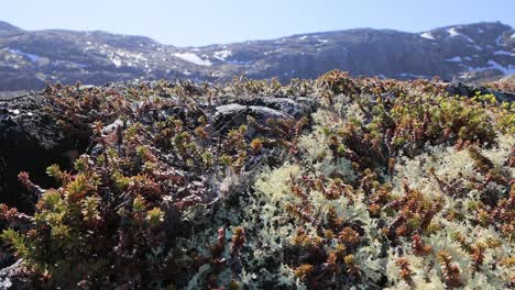 cladonia rangiferina, también conocida como liquen de copa de renos.