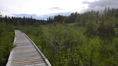 el paseo marítimo de castores es un camino único de madera que serpentea a través de humedales y estanque de castores en pleno funcionamiento en hinton, alberta con áreas de asientos, señales interpretativas y dos torres de observación