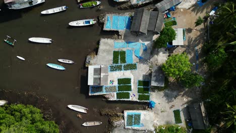 seaweed drying near water during harvesting
