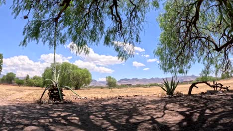 este es un paisaje en espacios desérticos que son verdes y al mismo tiempo secos porque el desierto lo mueve de esa manera