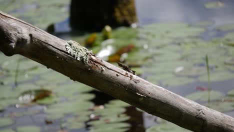 a dragonfly rests on a slanted log in front of a calm pond with lily pads