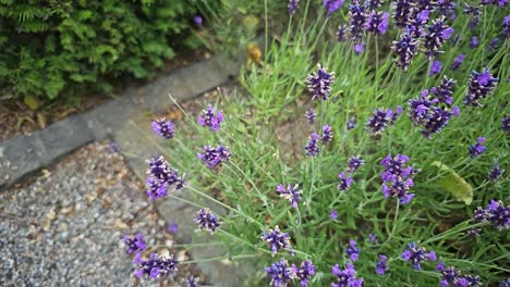 Biene-Auf-Lavendelblüte-Im-Garten