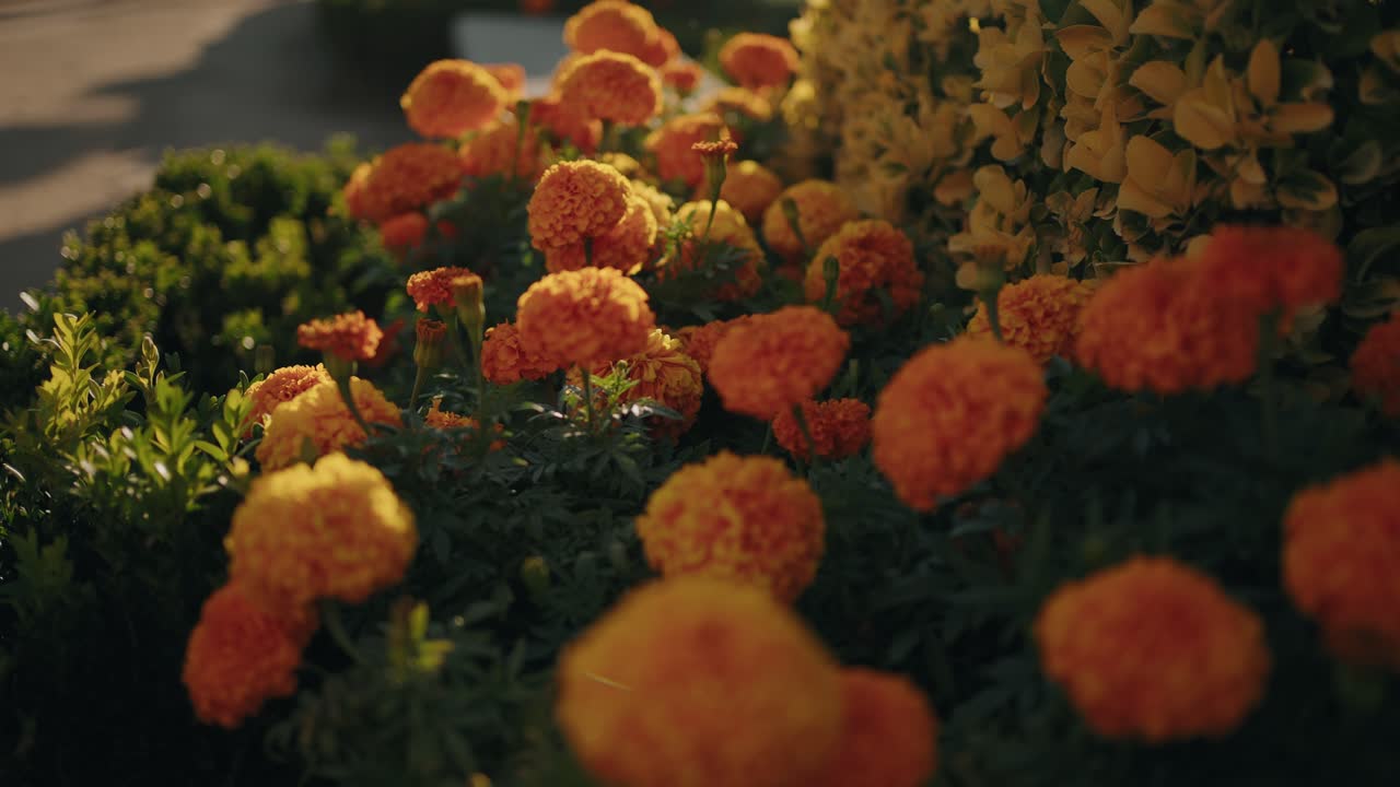 Bright orange marigold flowers bathed in warm sunlight in a lush garden