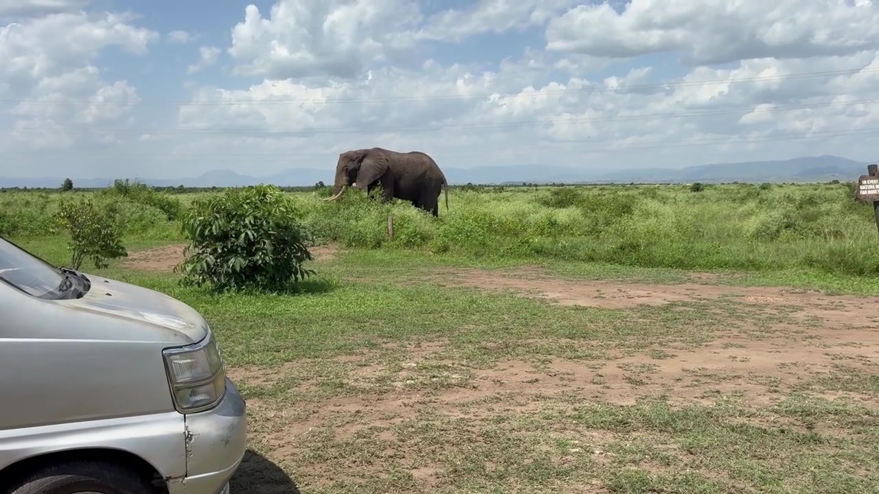 Elefante africano solitário pastando nas terras verdes de Uganda. Estático.