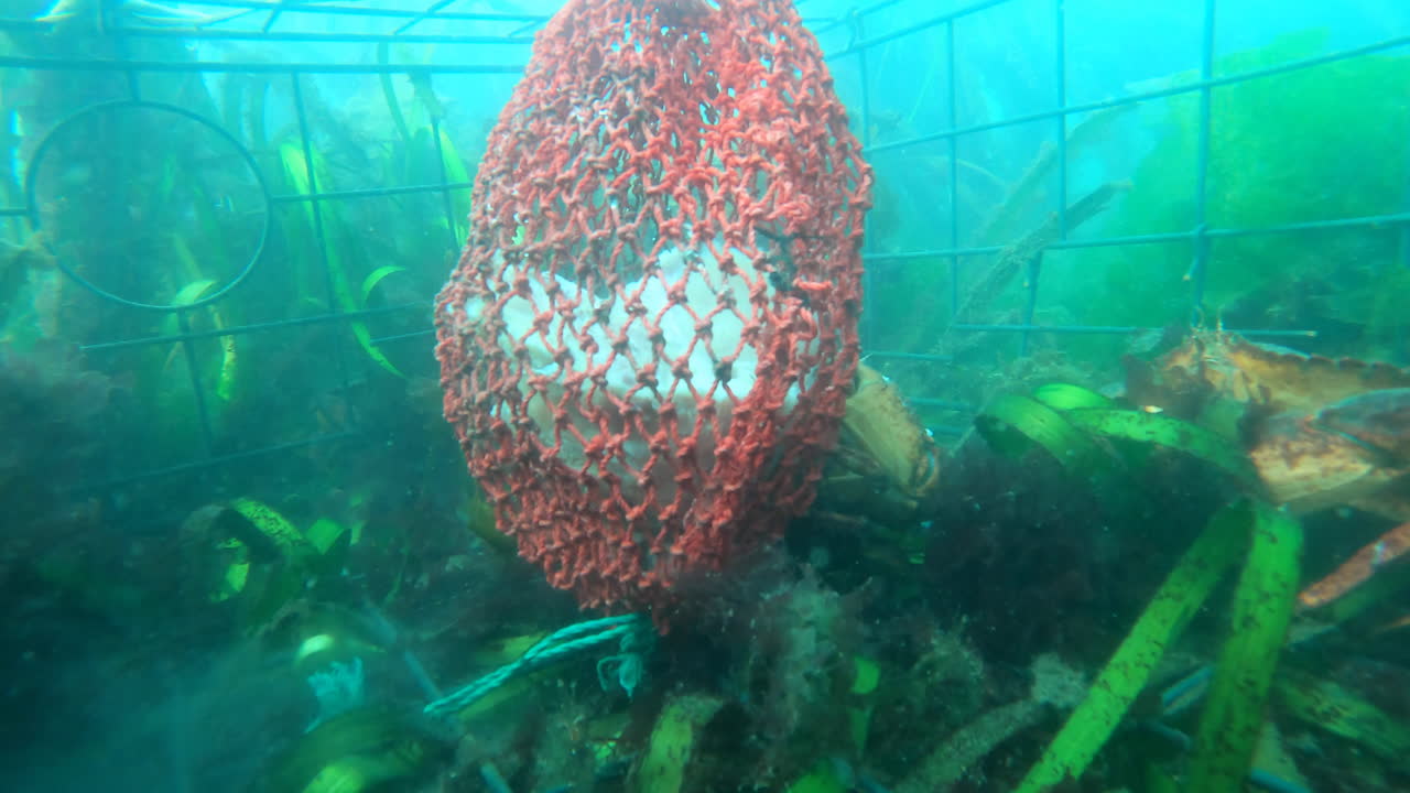 Under water timelapse of salt water crabs feeding on bait in a Crab pot trap