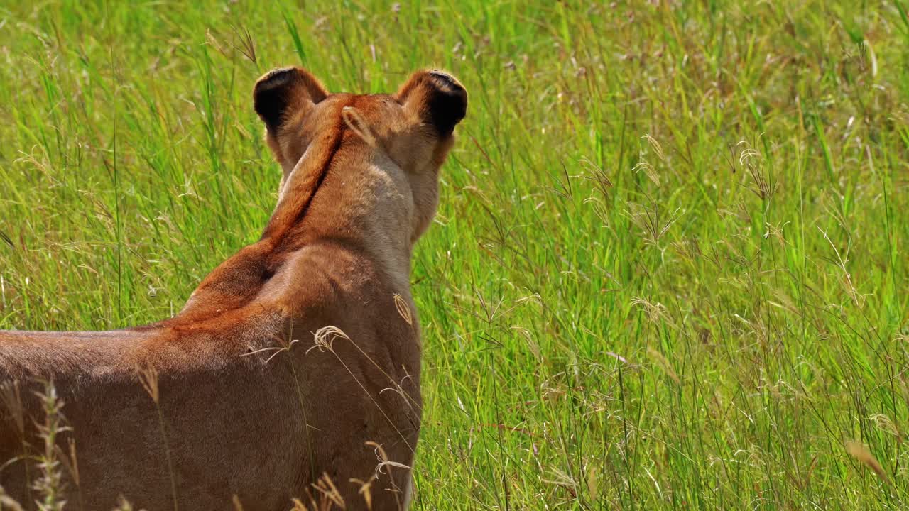 Un primo piano di una leonessa solitaria nel Parco Nazionale del Serengeti, Africa, in cerca della sua prossima preda. Scena cinematografica di fauna selvatica che cattura l'istinto predatorio, la tensione e la cruda sopravvivenza nella savana