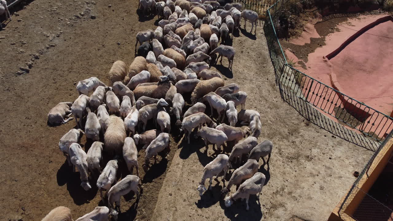 Aerial drone view of herd of sheep grazing in green meadow. Aerial shot of sheep grazing in the farm. Gran Canaria island, Spain