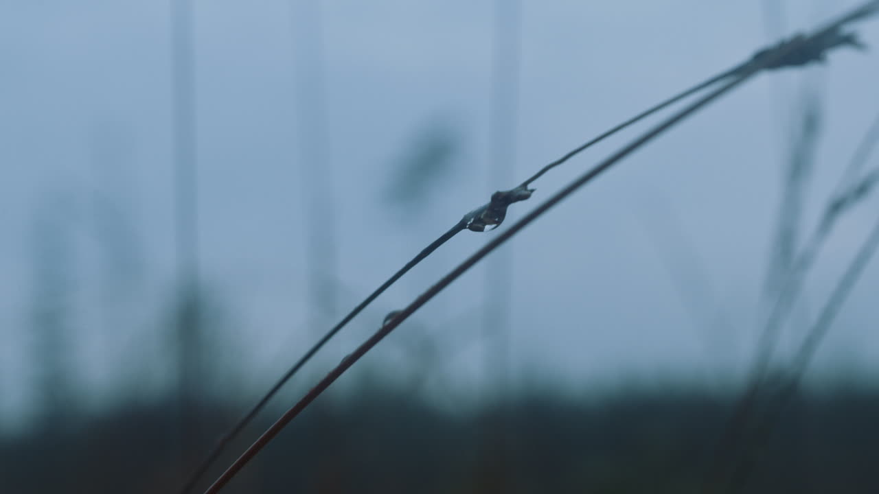 Small drop of water hanging on a straw early morning