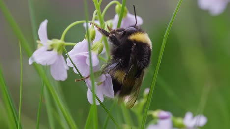 Hummel-Klettert-Auf-Violette-Blüte-Mit-Blütenstaub-Auf-Fell,-Wunderschönes-Nahaufnahme-Makro