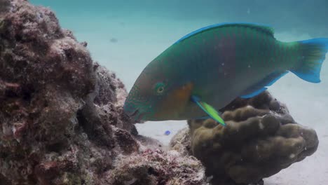 Papageienfische,-Die-Korallenfelsenalgen-Unter-Wasser-Auf-Koh-Tao,-Thailand-Essen