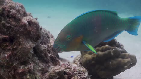 pez loro comiendo algas de roca de coral bajo el agua en koh tao, tailandia
