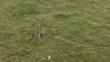 Drone-aerial-footage-of-a-Zebra-group-grazing-on-summer-savannah-in-the-wild